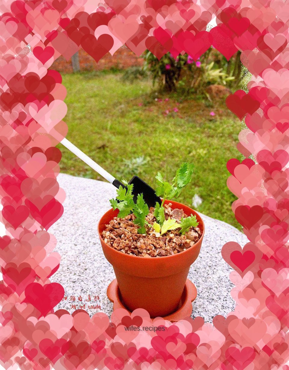 Chocolate yogurt potted plant