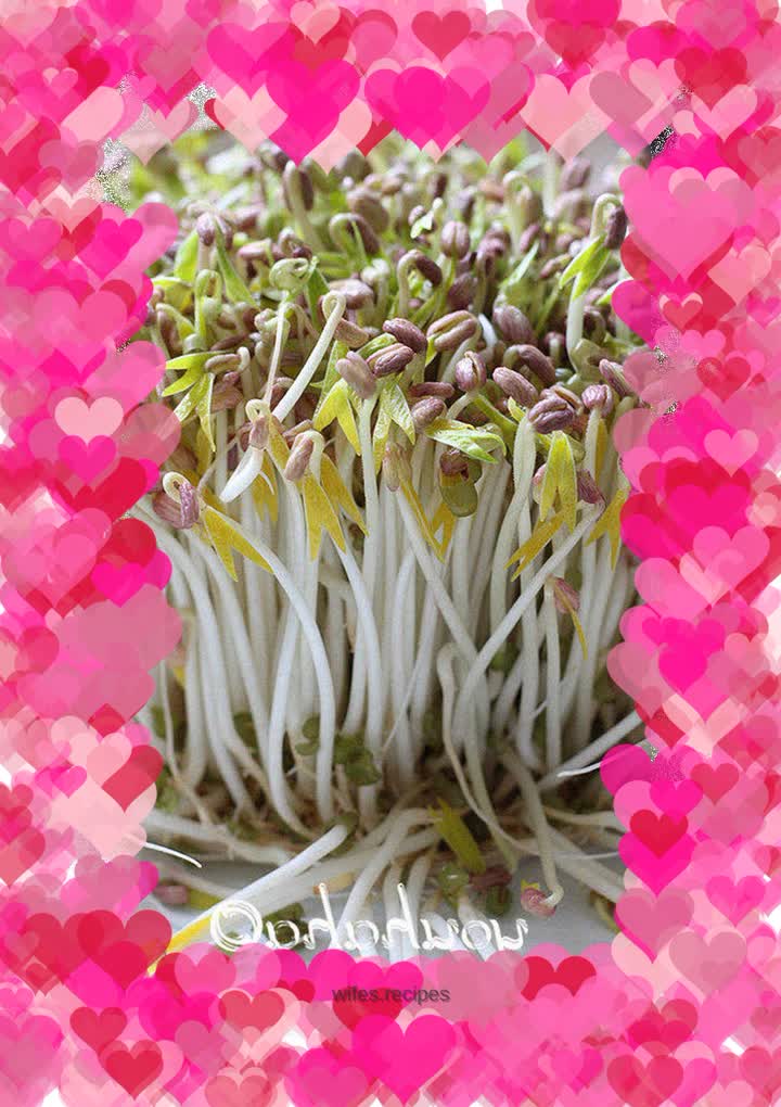 Homemade mung bean sprouts
