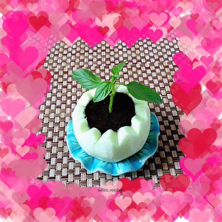 Yogurt fruit potted plant