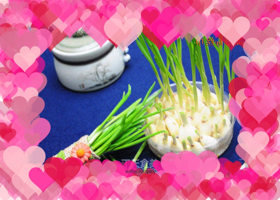 How to grow sprouted garlic